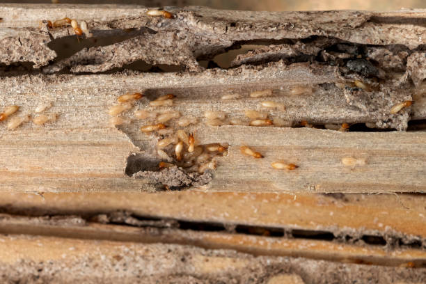 Best Flea Control Services  in East Moline, IL