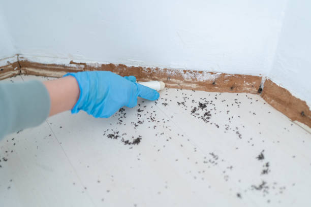 Flea Control Services in East Moline, IL